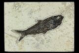 Fossil Fish (Knightia) - Green River Formation #129777-1